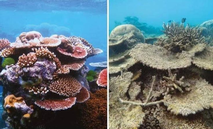 Coral Bleaching